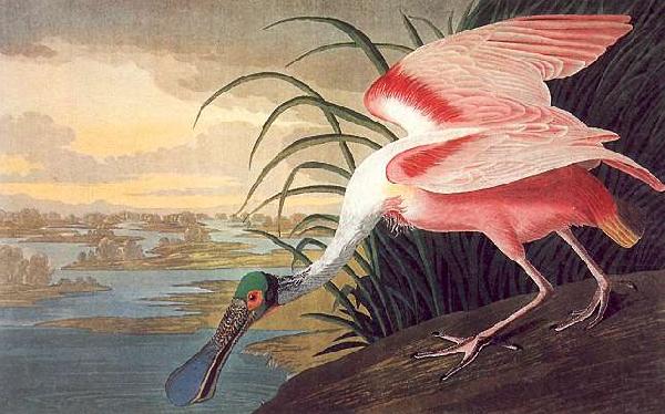 John James Audubon Roseate Spoonbill